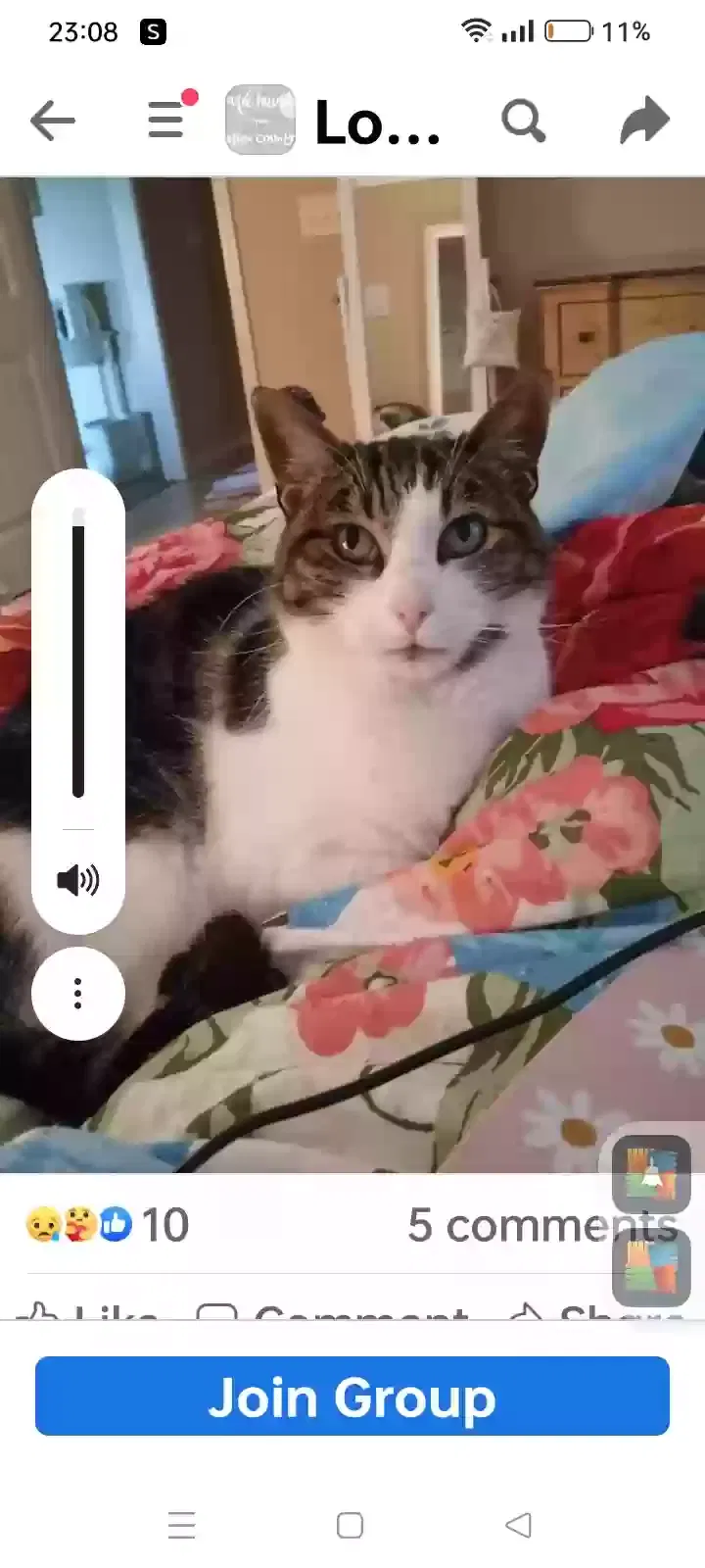 Lost cat in Ozark, MO, 65721