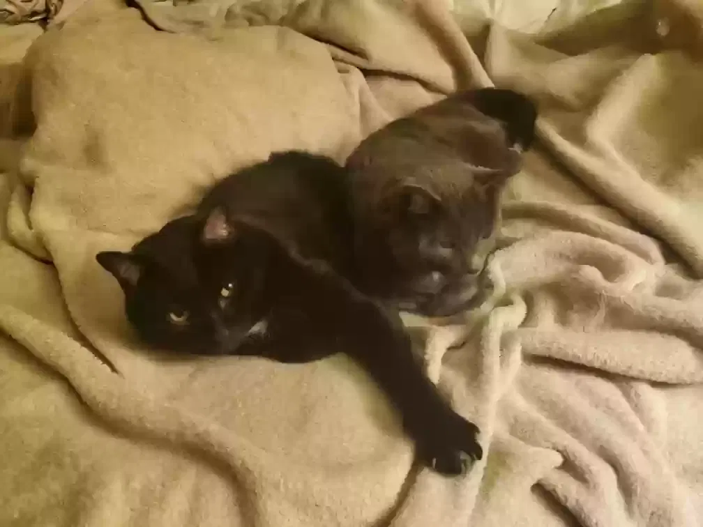 Lost cat in Mckinney, TX, 75069
