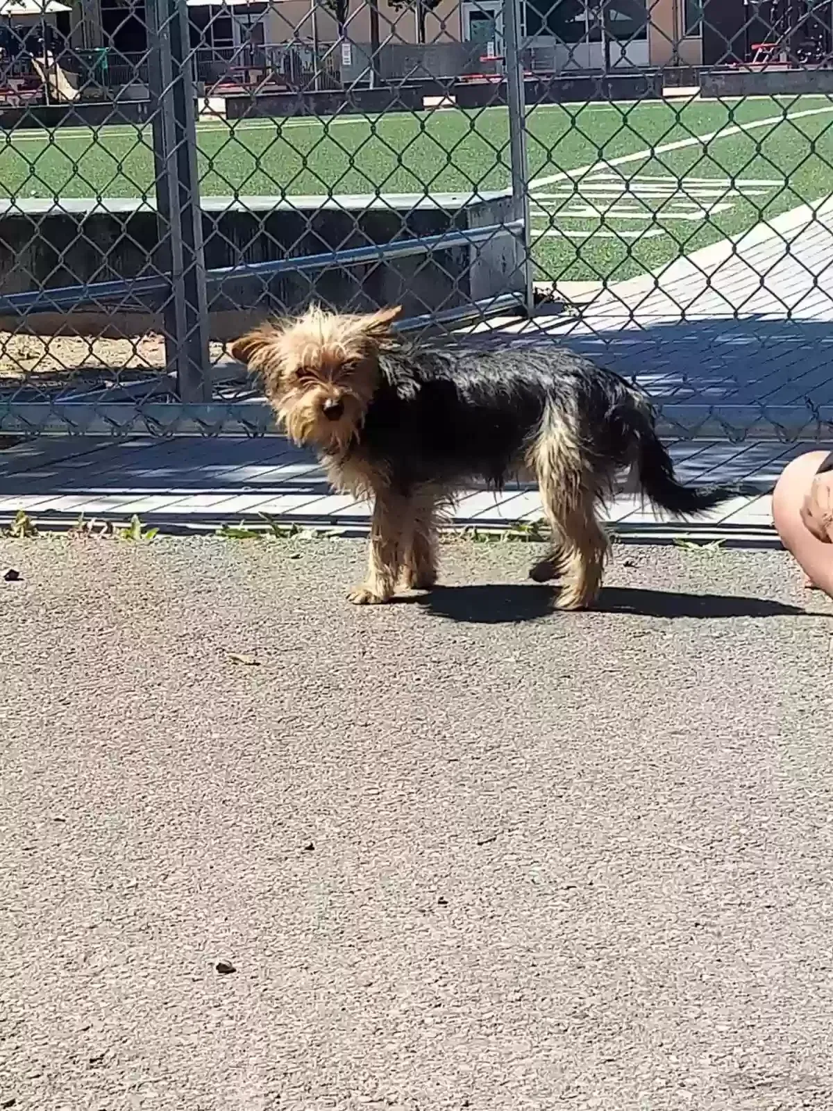 Found dog in Oakland, CA, 94606