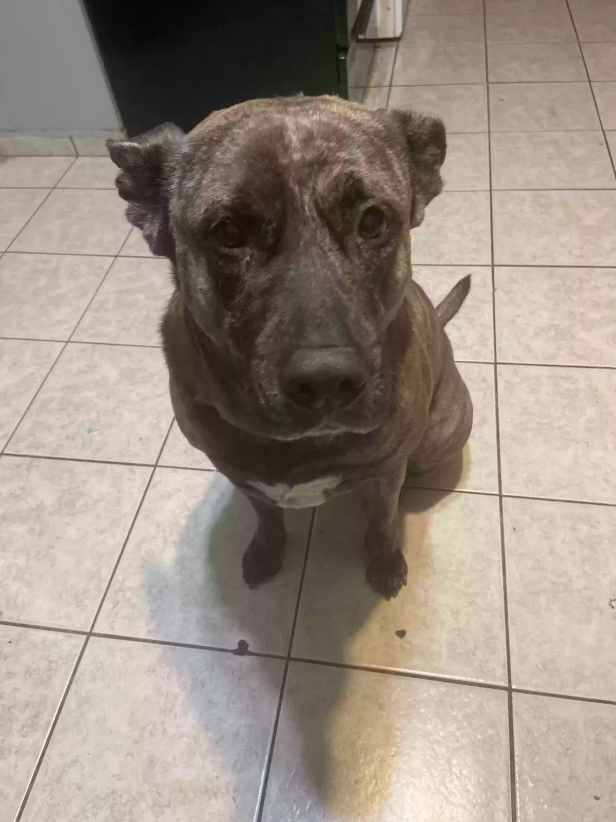 Lost dog in Pomona, CA, 91766