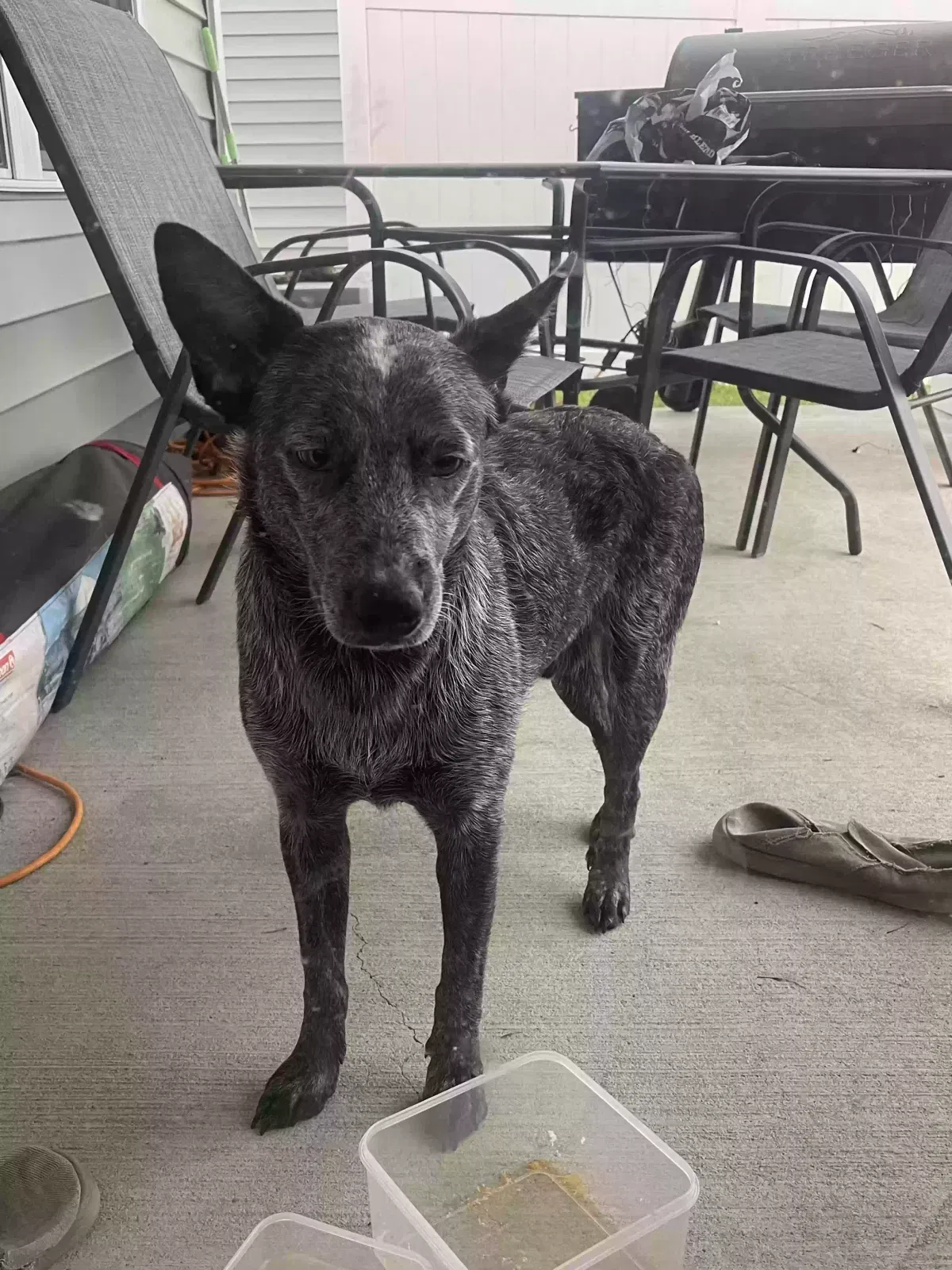 Found dog in Aynor, SC, 29511