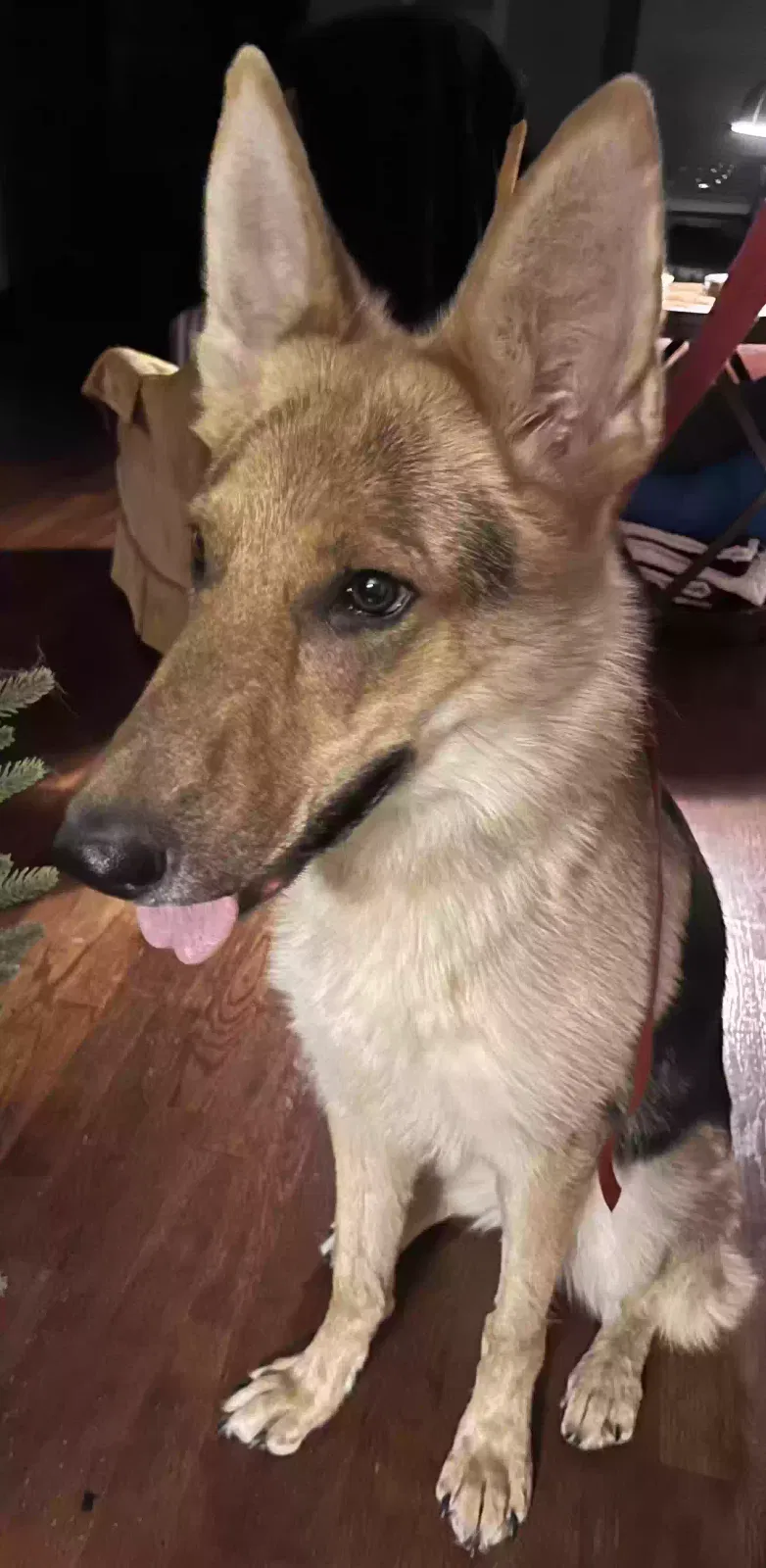 Found dog in Lansing, MI, 48917