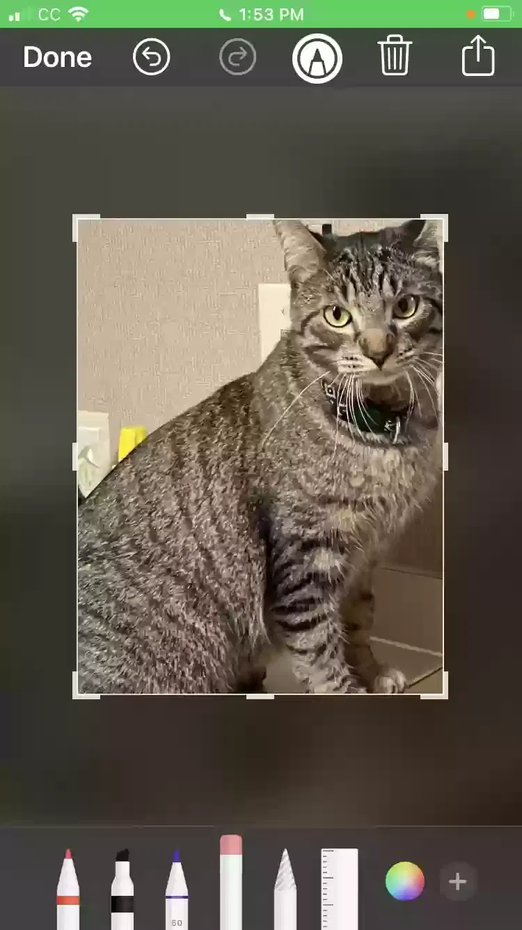 Lost cat in Denison, TX, 75021