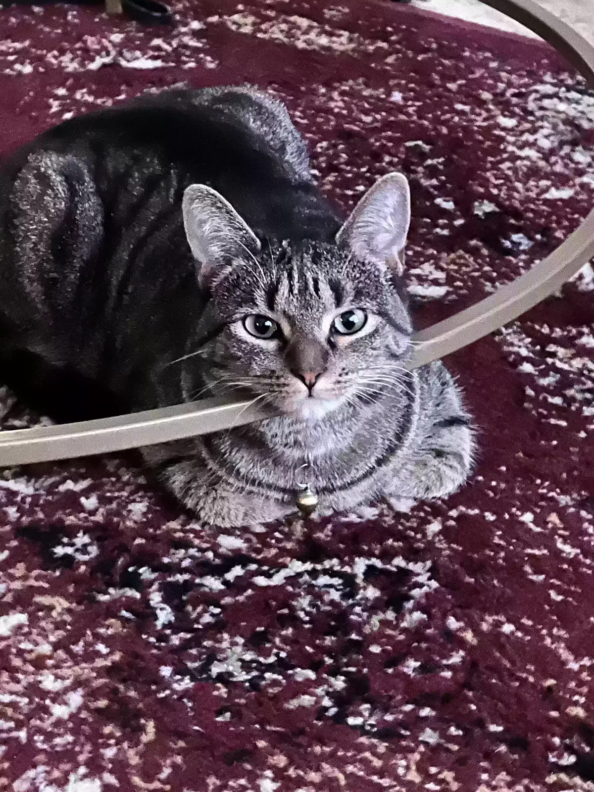 Lost cat in Mesa, AZ, 85209