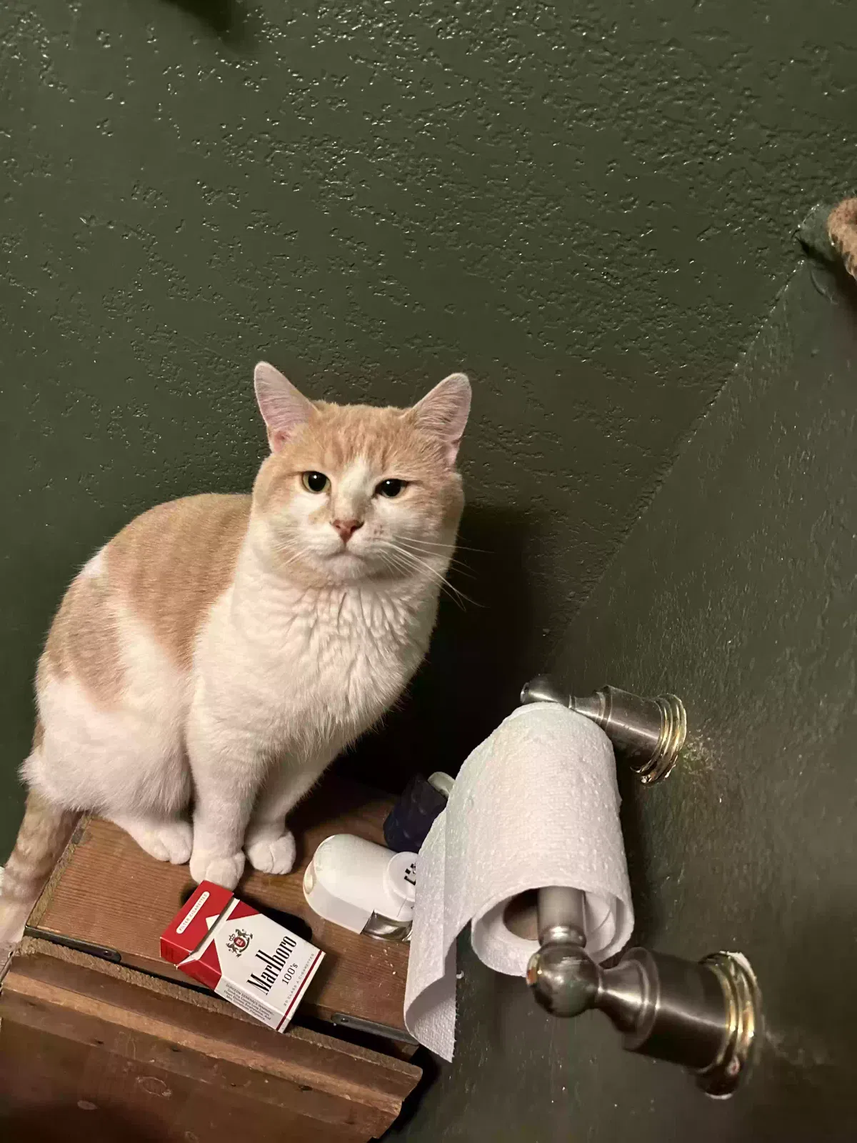 Lost cat in Loveland, CO, 80538