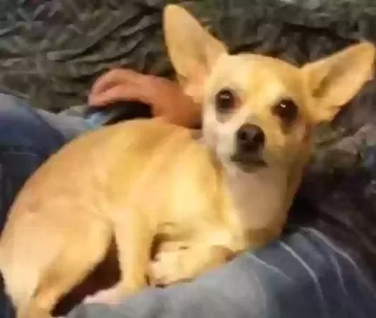 Lost dog in Yukon, OK, 73099