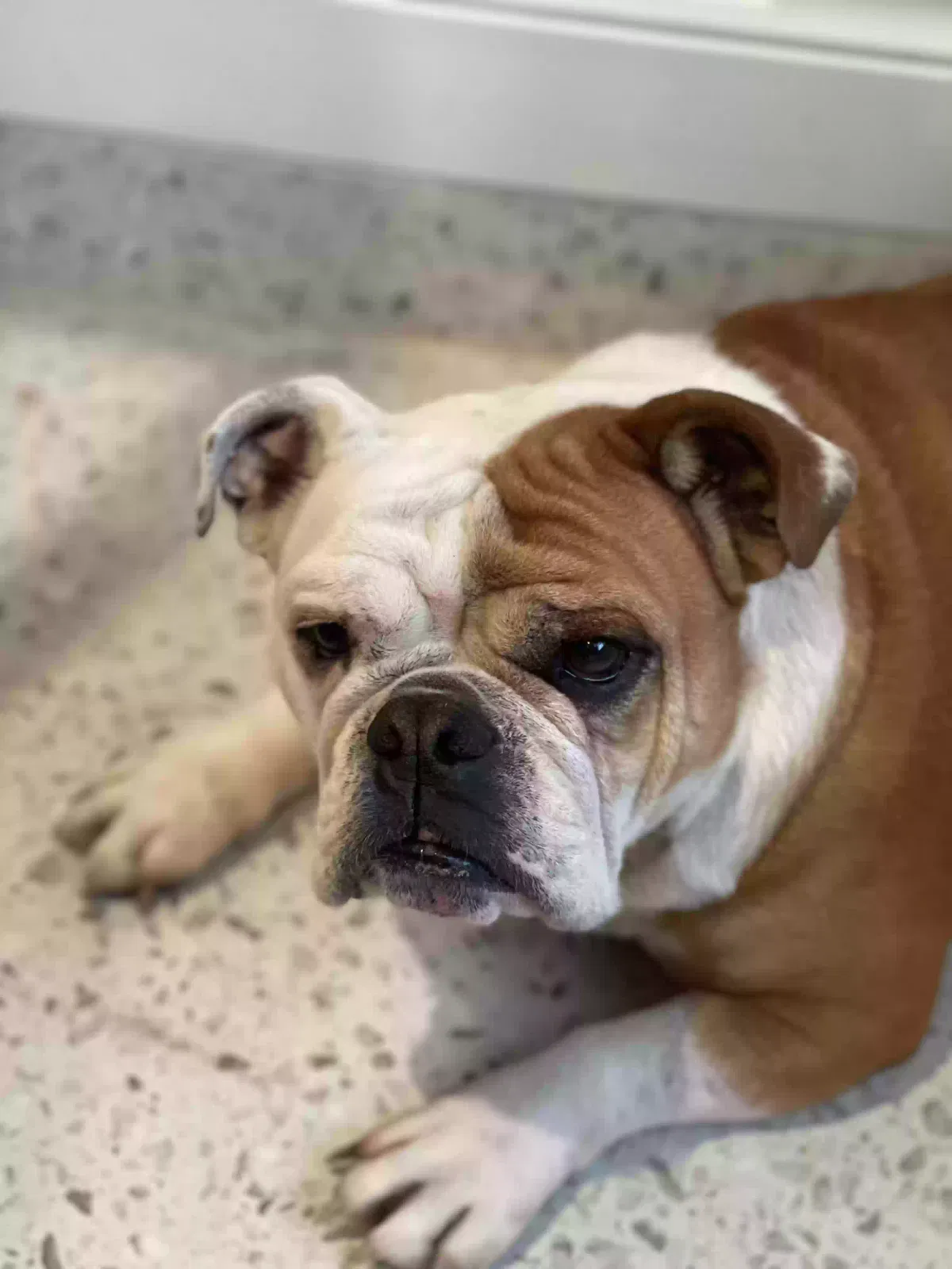 Lost dog in Houston, TX, 77093
