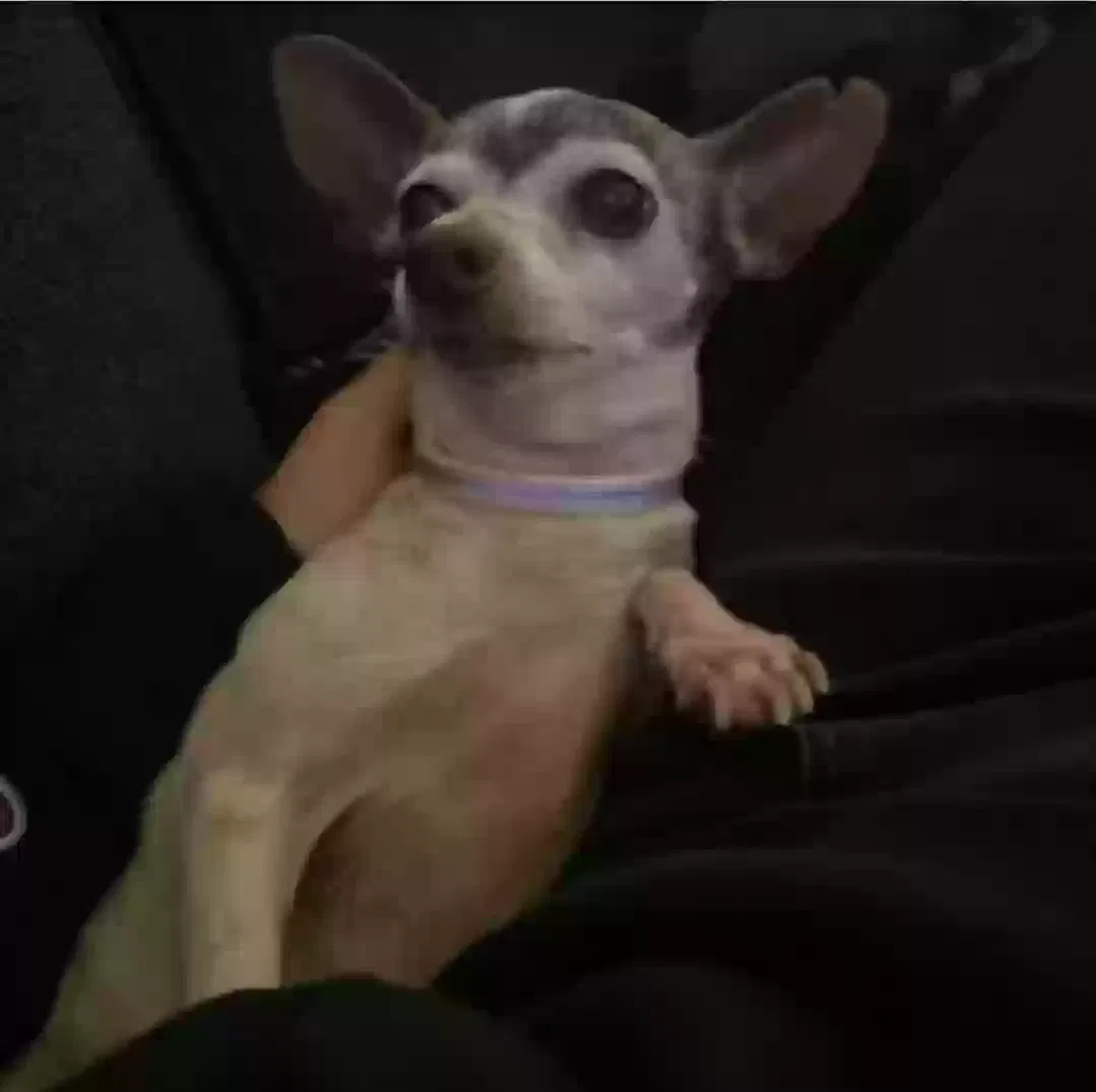 Lost dog in Highland, CA, 92346