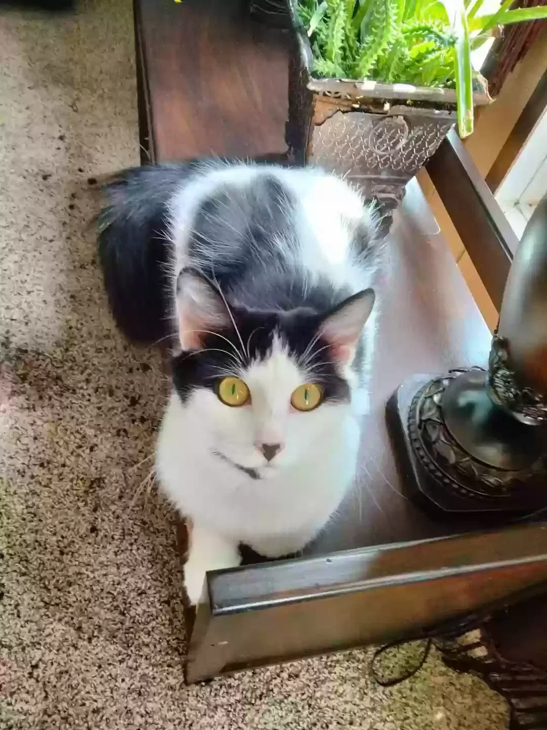 Lost cat in Fort White, FL, 32038