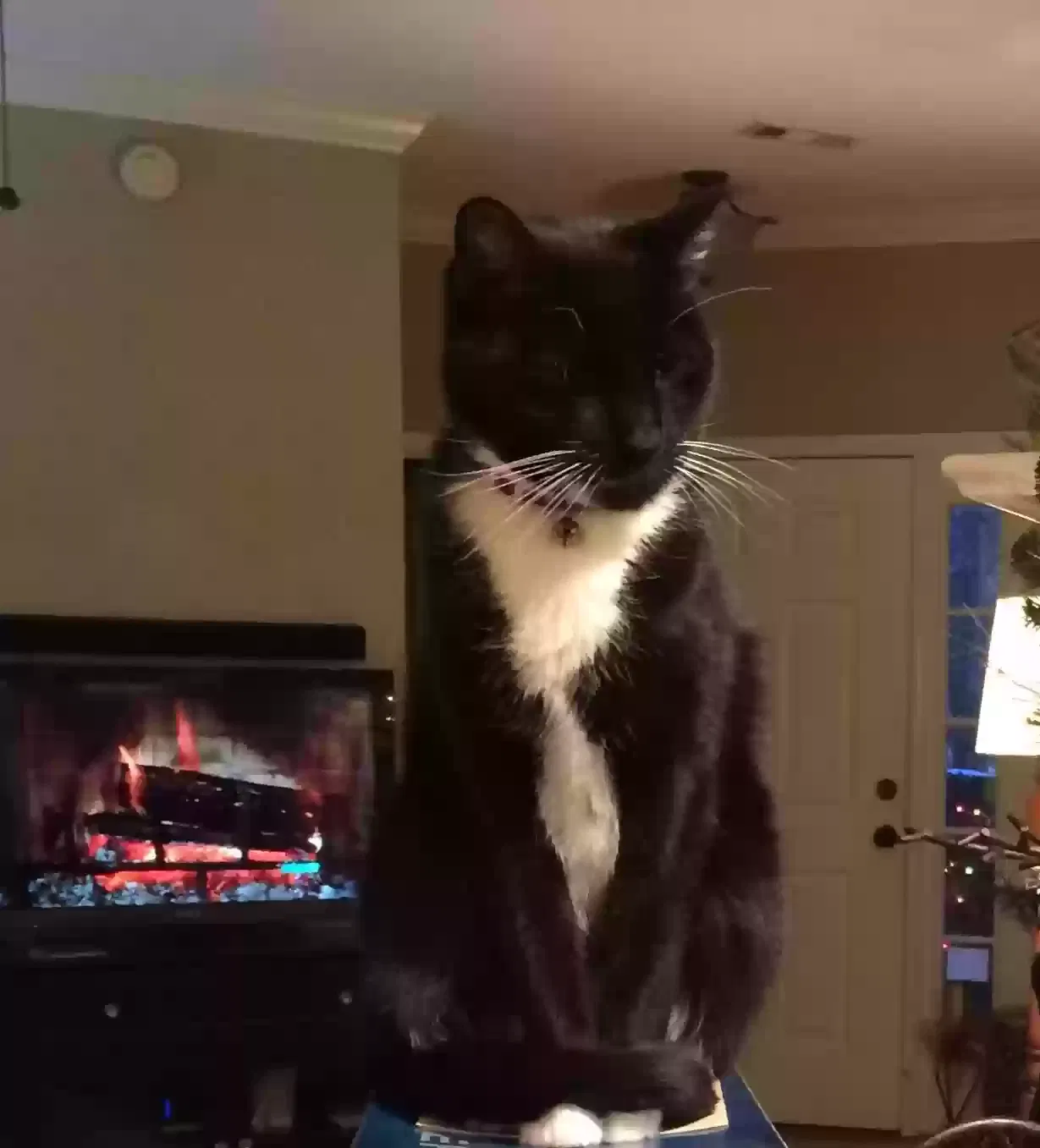 Lost cat in Peachtree City, GA, 30269