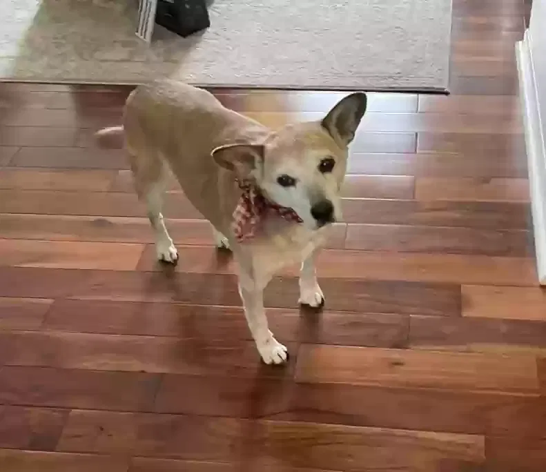 Lost dog in Paw Paw, MI, 49079