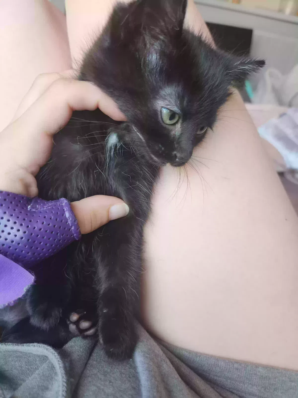 Lost cat in Hastings, MN, 55033