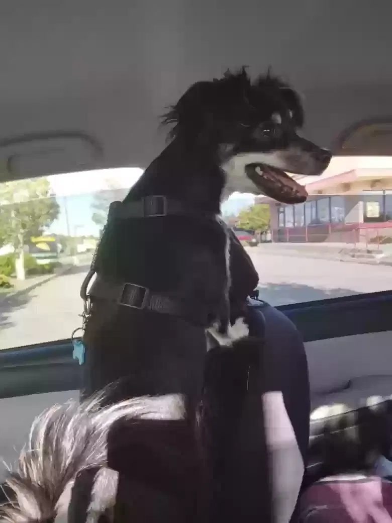 Lost dog in Phoenix, AZ, 85017