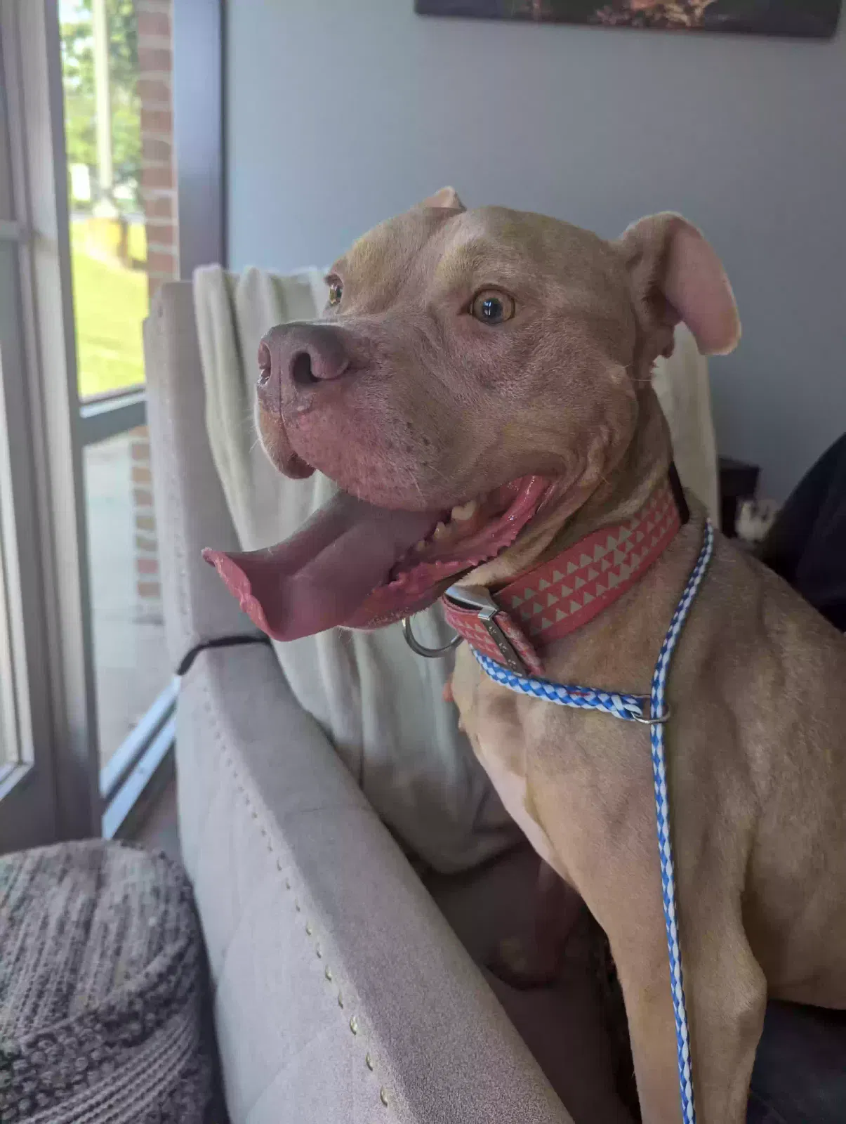 Found dog in Norcross, GA, 30092