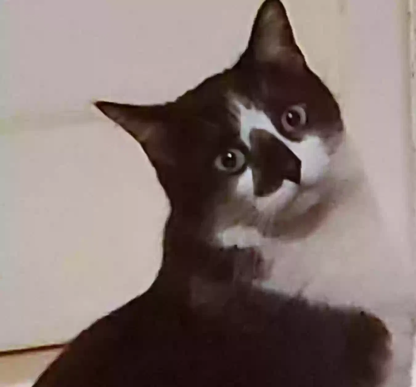 Lost cat in Albuquerque, NM, 87106