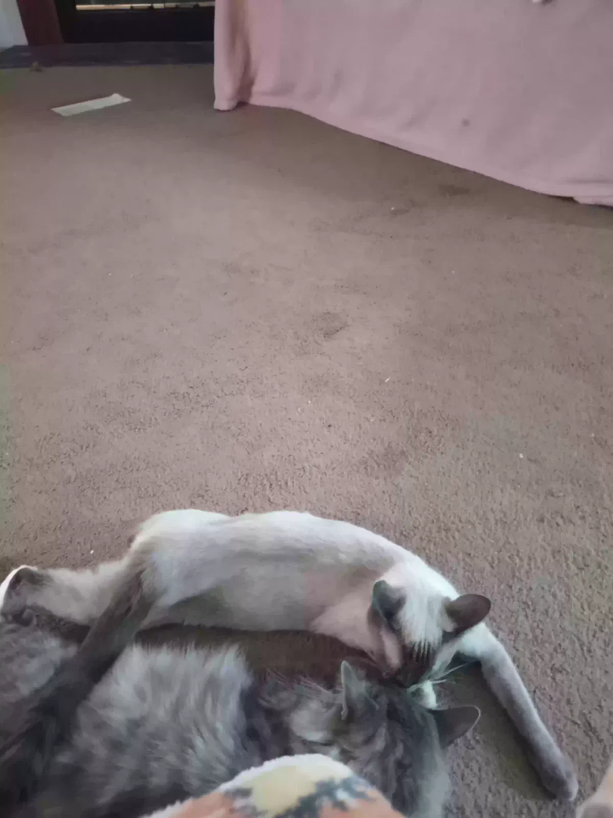 Lost cat in Republic, MO, 65738