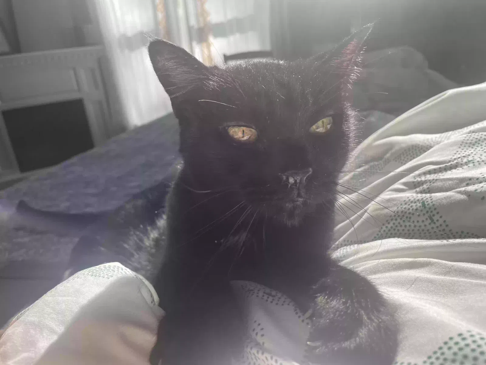 Lost cat in Saint Paul, MN, 55110