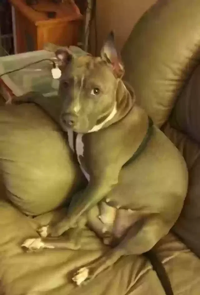 Lost dog in Saint Petersburg, FL, 33702