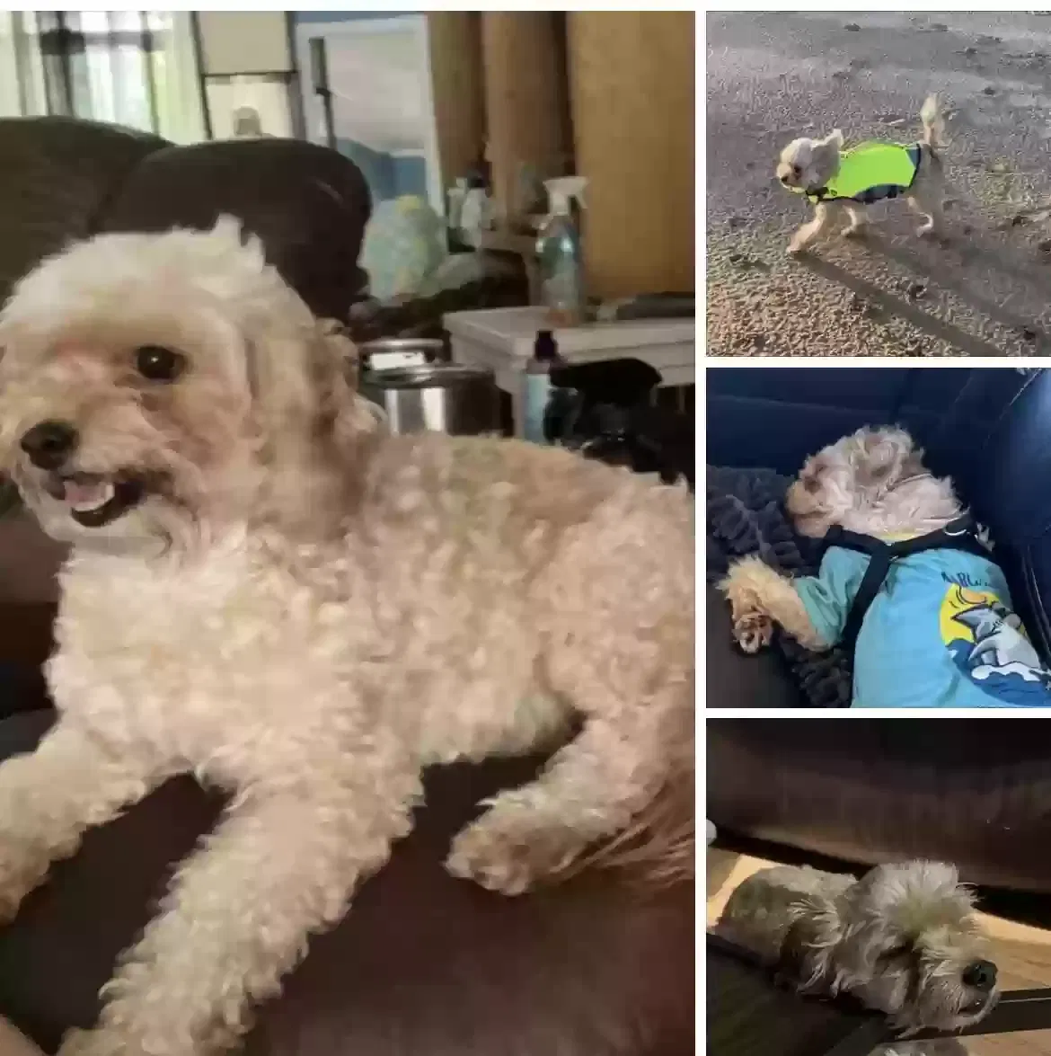 Lost dog in Weatherford, TX, 76086