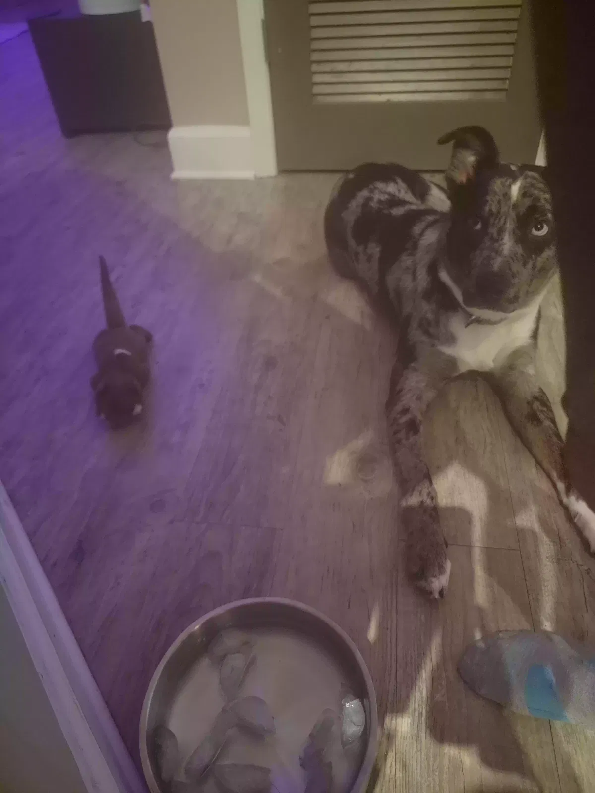 Lost dog in Beattyville, KY, 41311