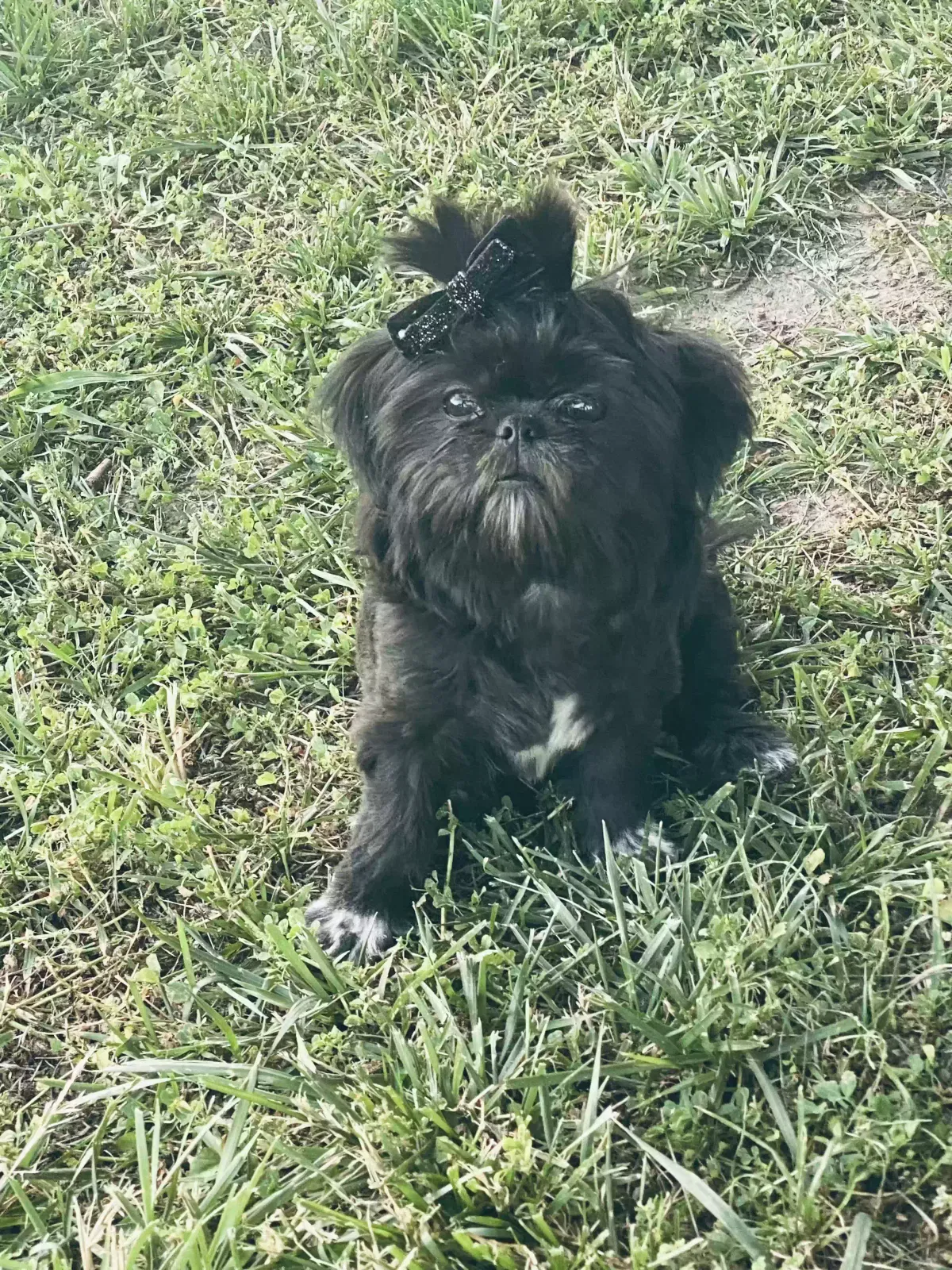 Lost dog in Merced, CA, 95341
