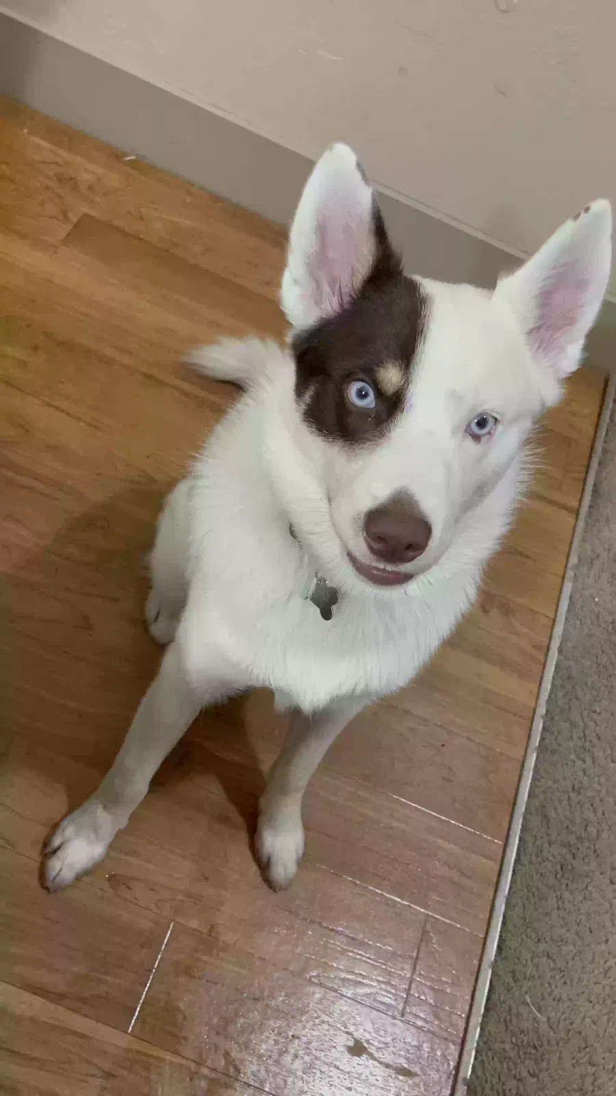Lost dog in Midvale, UT, 84047