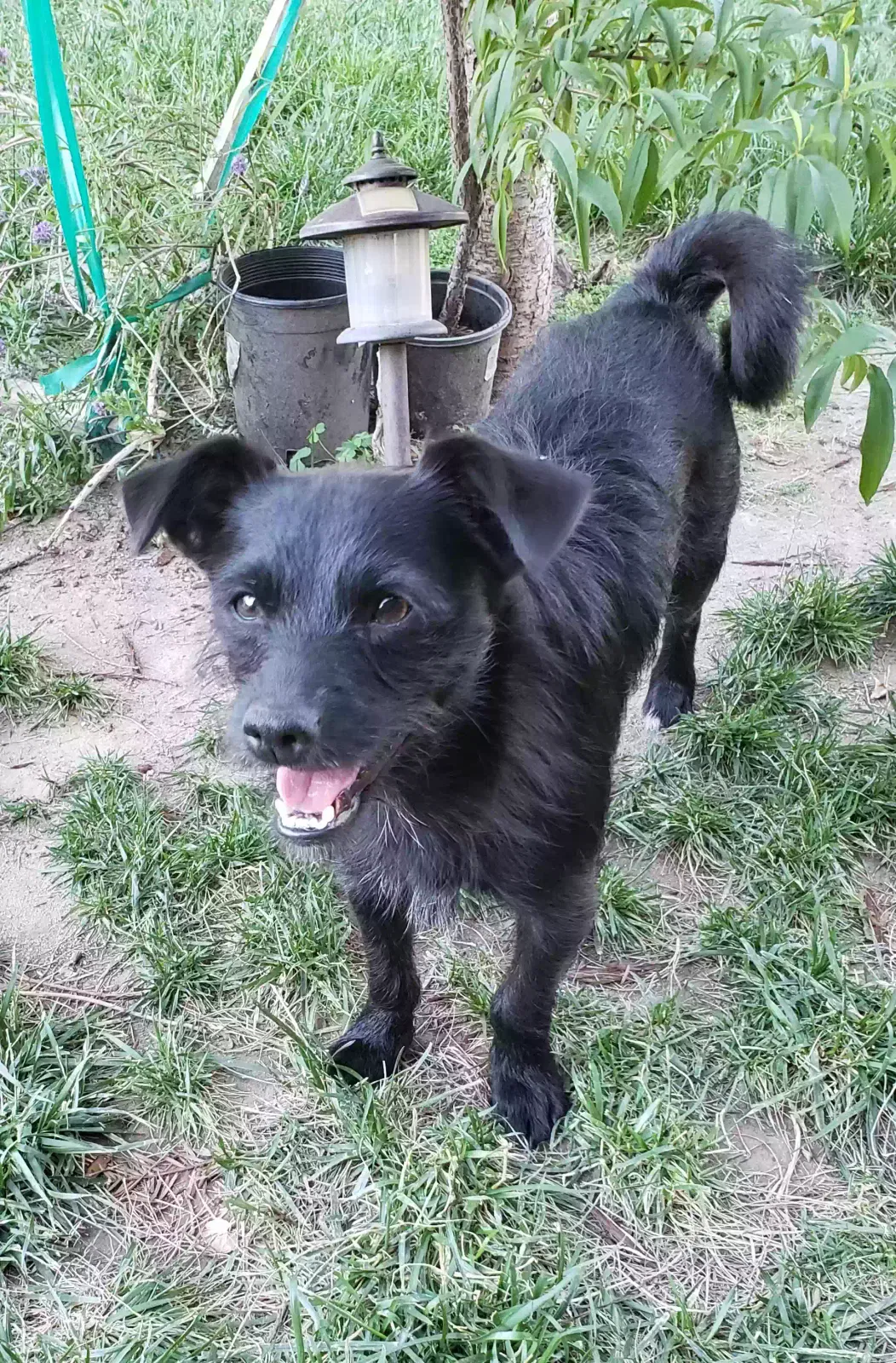 Lost dog in Modesto, CA, 95354