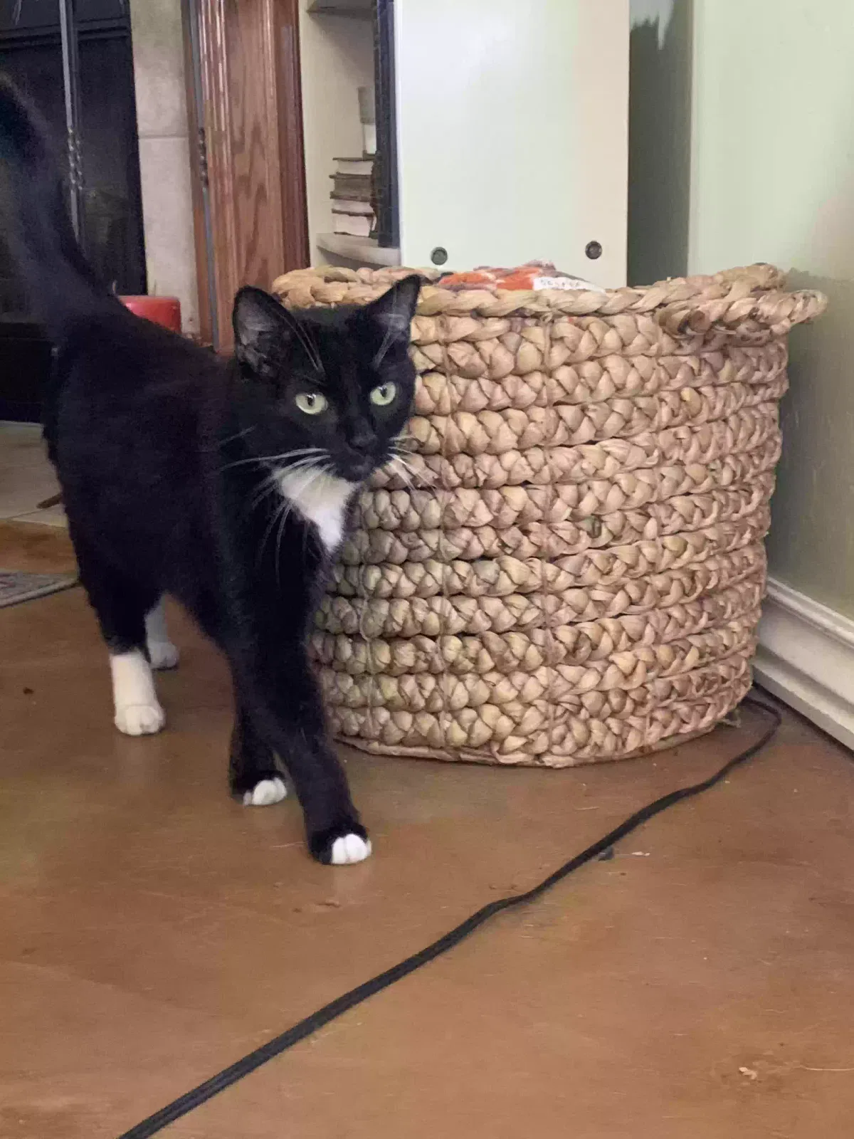 Lost cat in Oklahoma City, OK, 73170