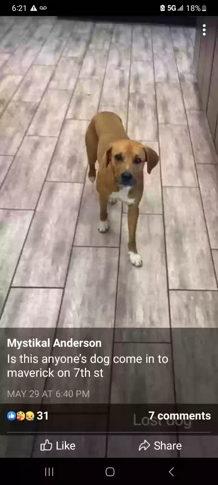Lost dog in Gunlock, UT, 84733