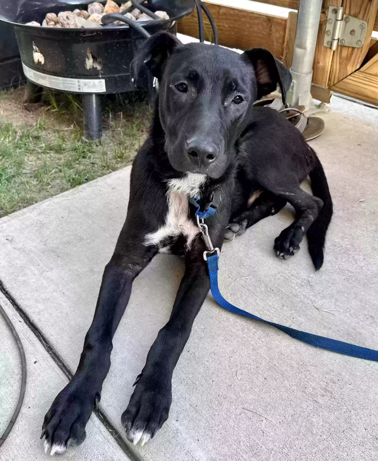 Lost dog in Fort Worth, TX, 76111