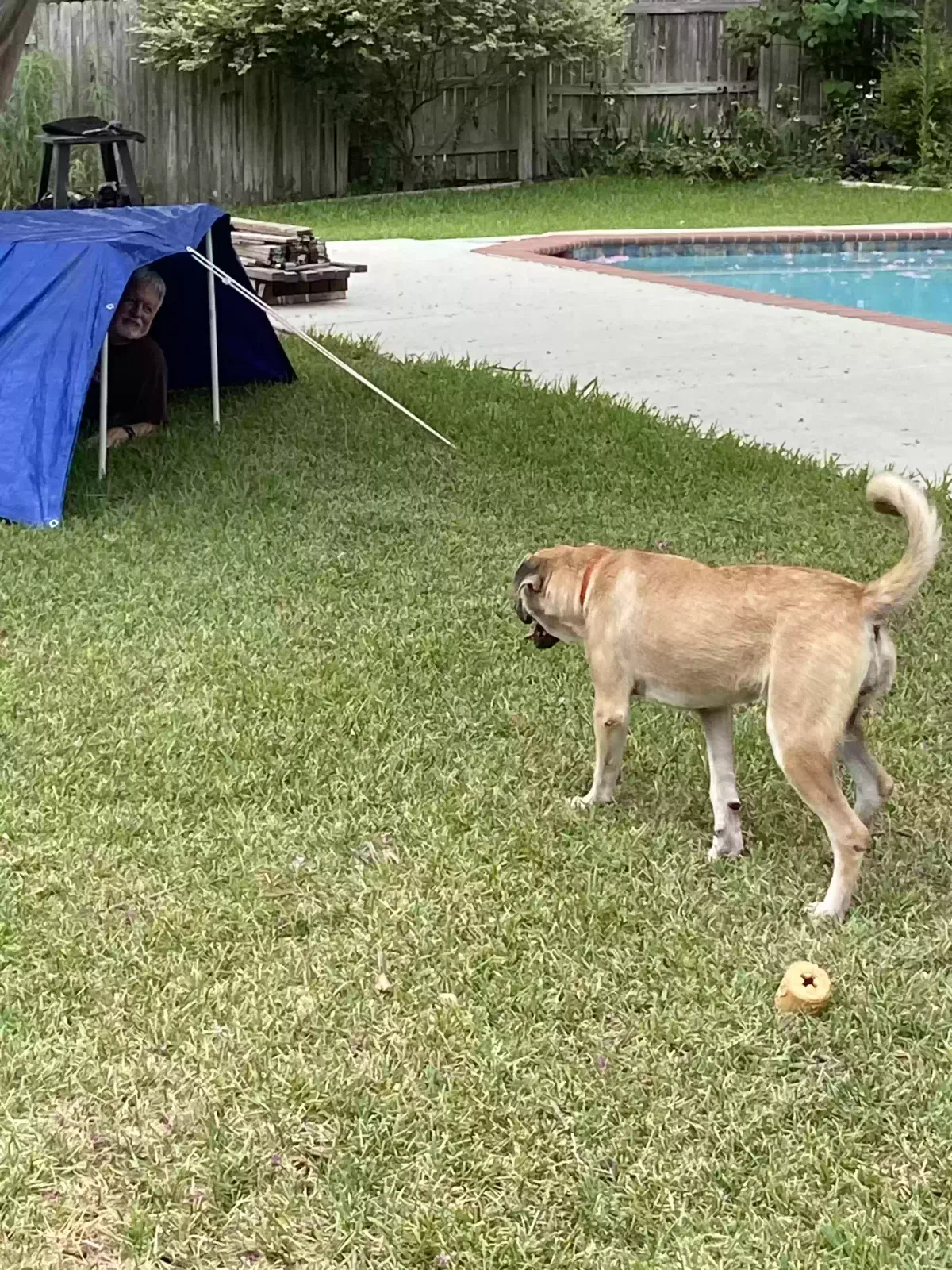 Lost dog in Fort Worth, TX, 76111
