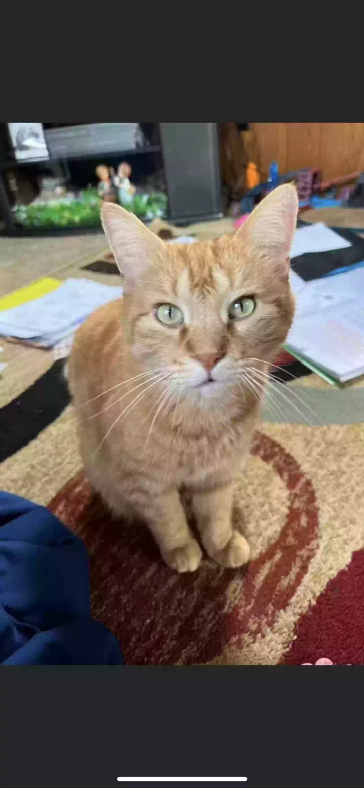 Lost cat in Battle Creek, MI, 49037