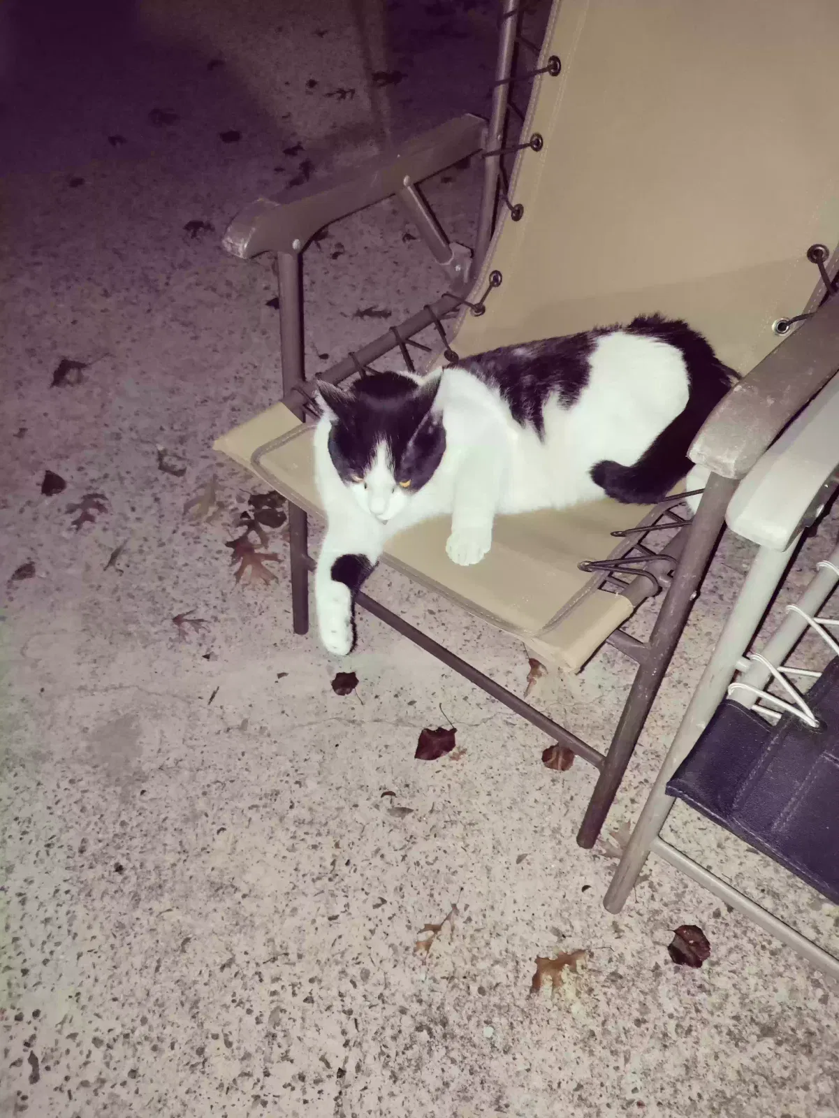Lost cat in Yukon, OK, 73099