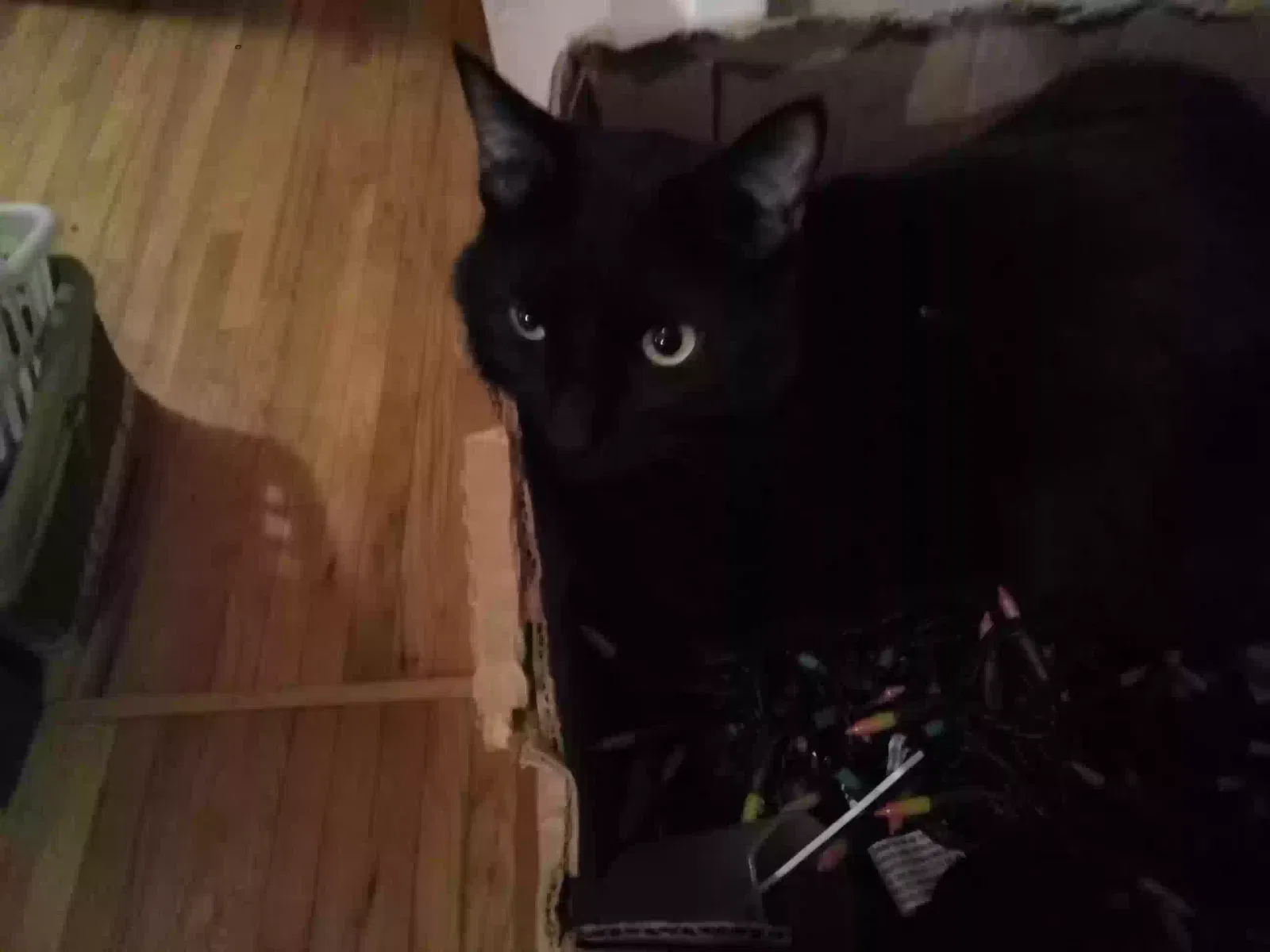 Lost cat in Rapid City, SD, 57701