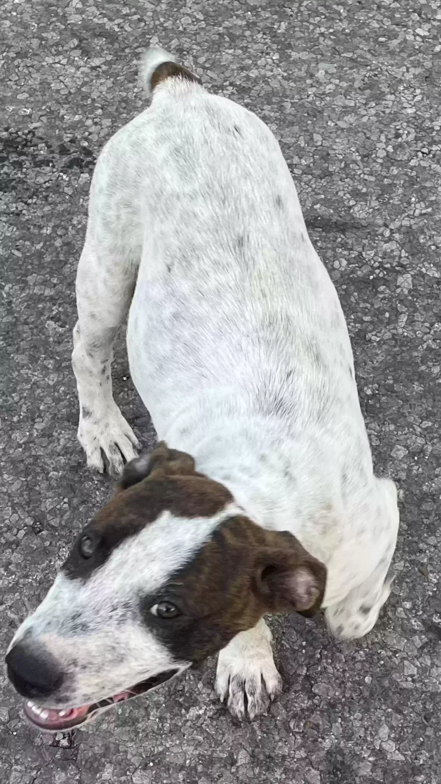 Lost dog in Corpus Christi, TX, 78416