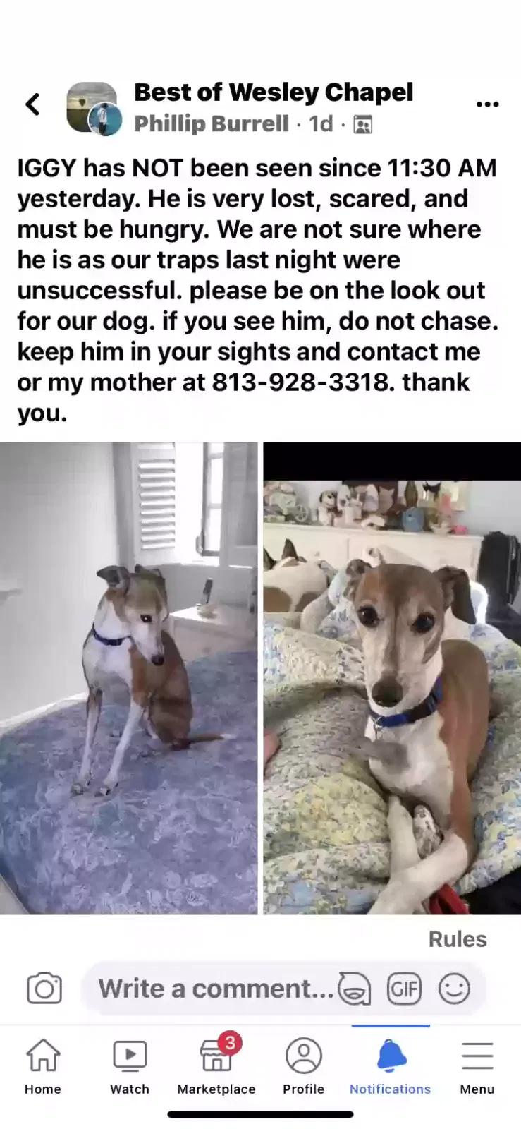 Lost dog in Wesley Chapel, FL, 33543