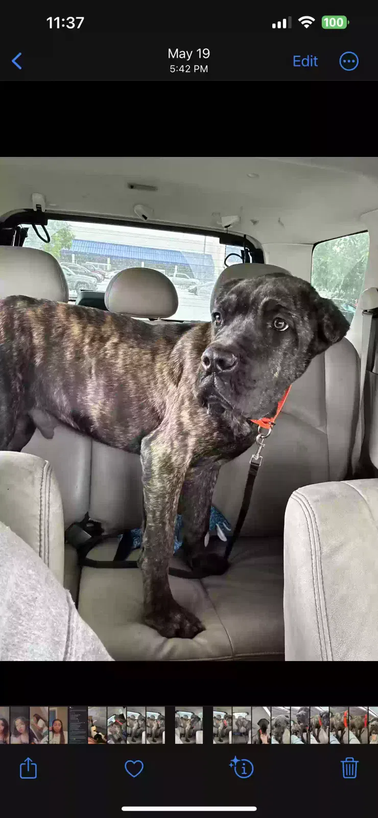 Lost dog in Warrenton, GA, 30828