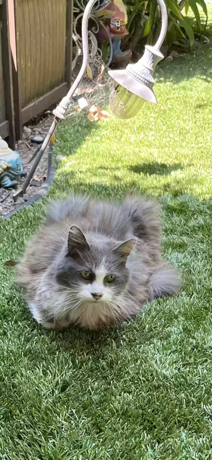 Lost cat in Culver City, CA, 90232