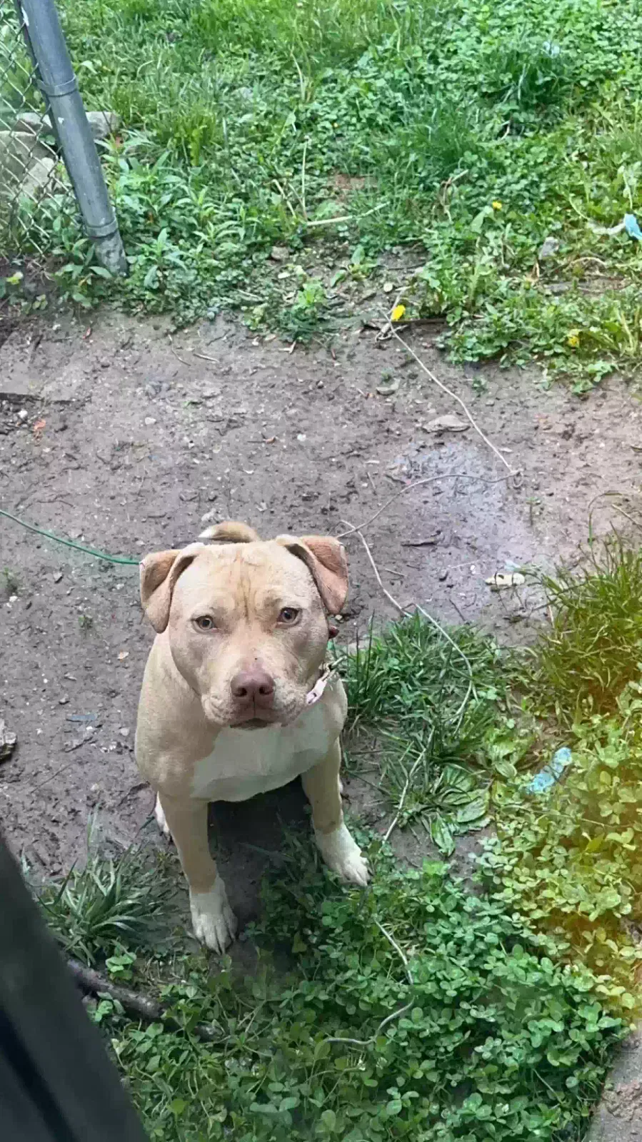 Lost dog in Indianapolis, IN, 46235