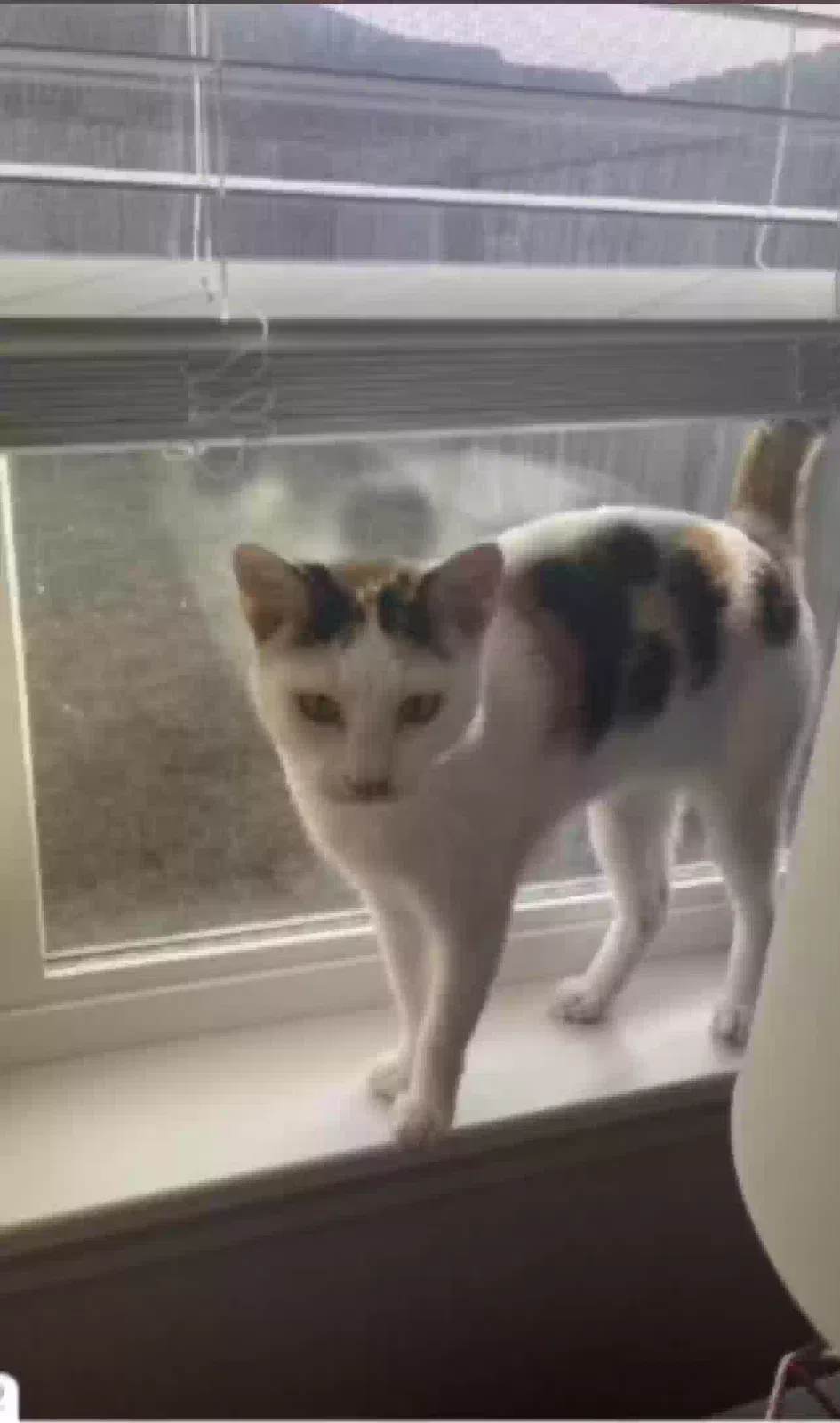 Lost cat in Sherwood, AR, 72120
