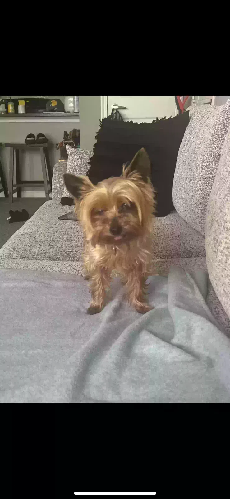 Lost dog in Orient, OH, 43146