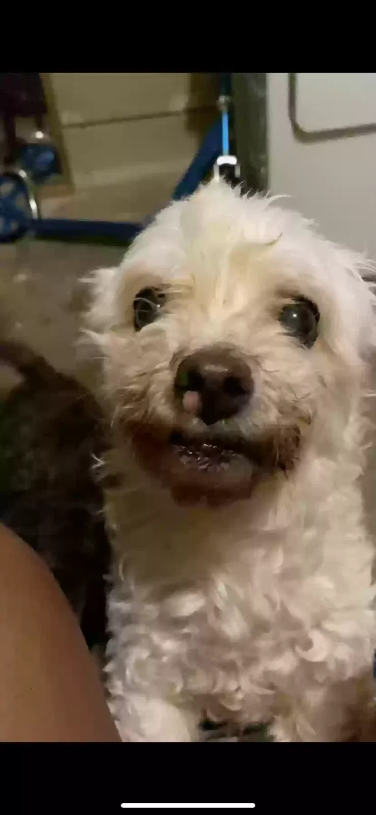 Lost dog in San Antonio, TX, 78216