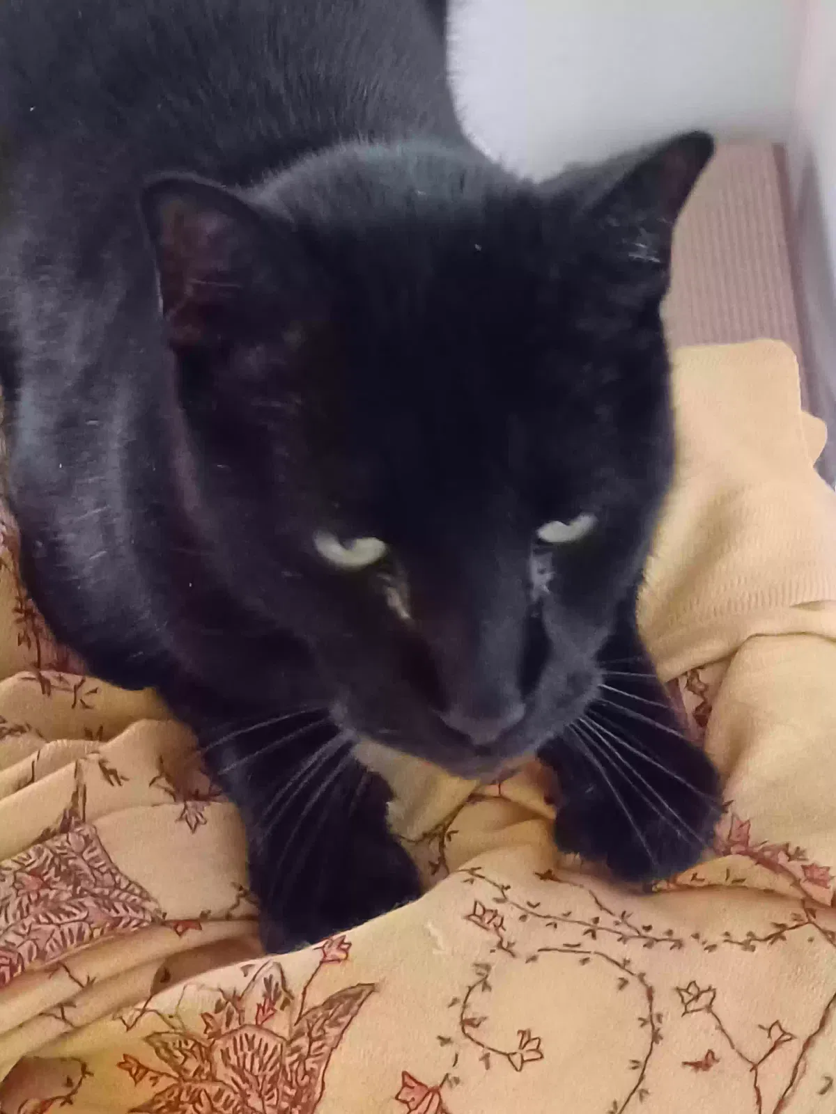 Lost cat in Houston, TX, 77077