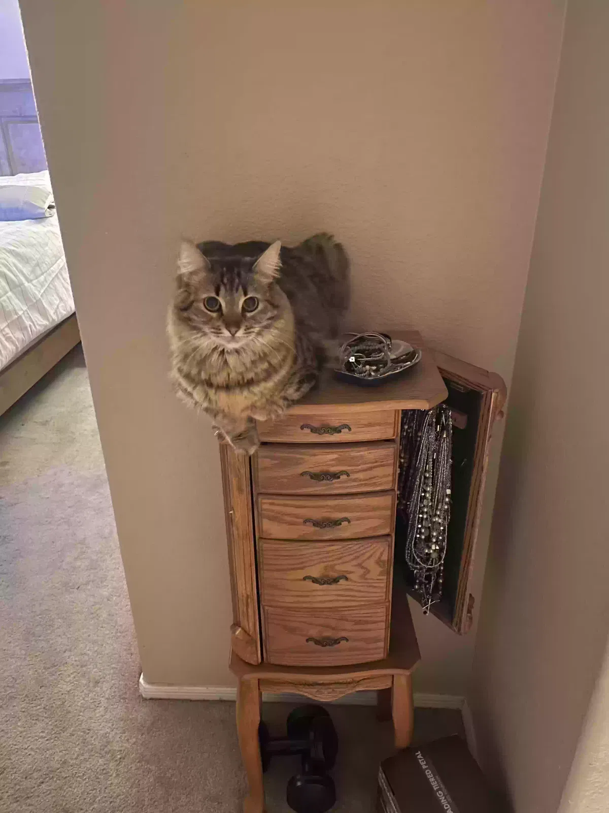 Lost cat in Glendale, AZ, 85310