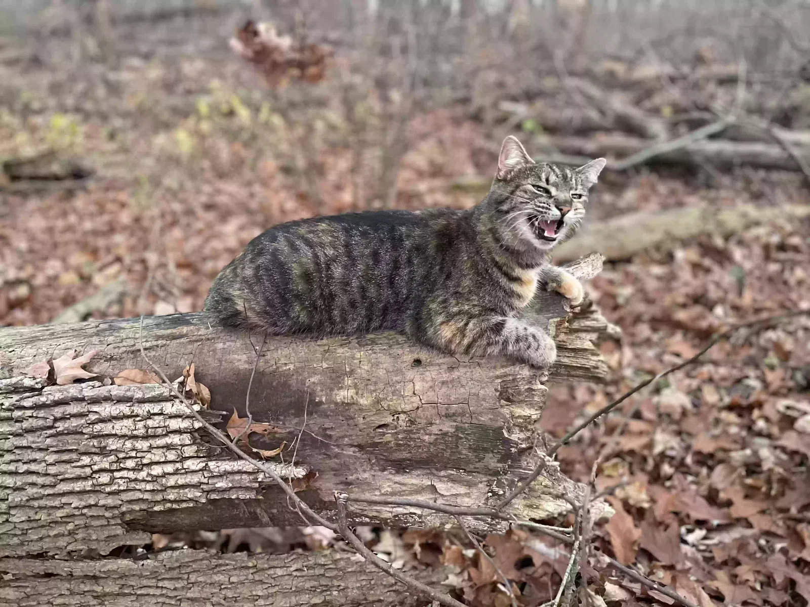 Lost cat in Pataskala, OH, 43062