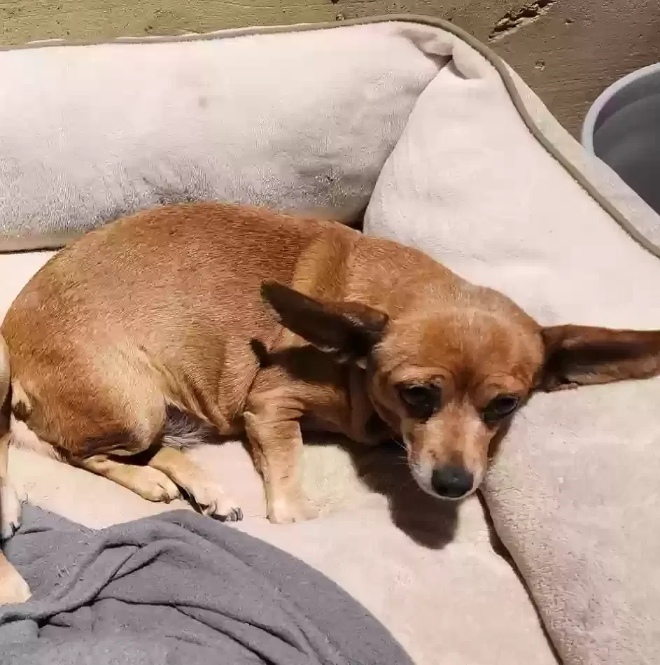 Lost dog in Goshen, KY, 40026