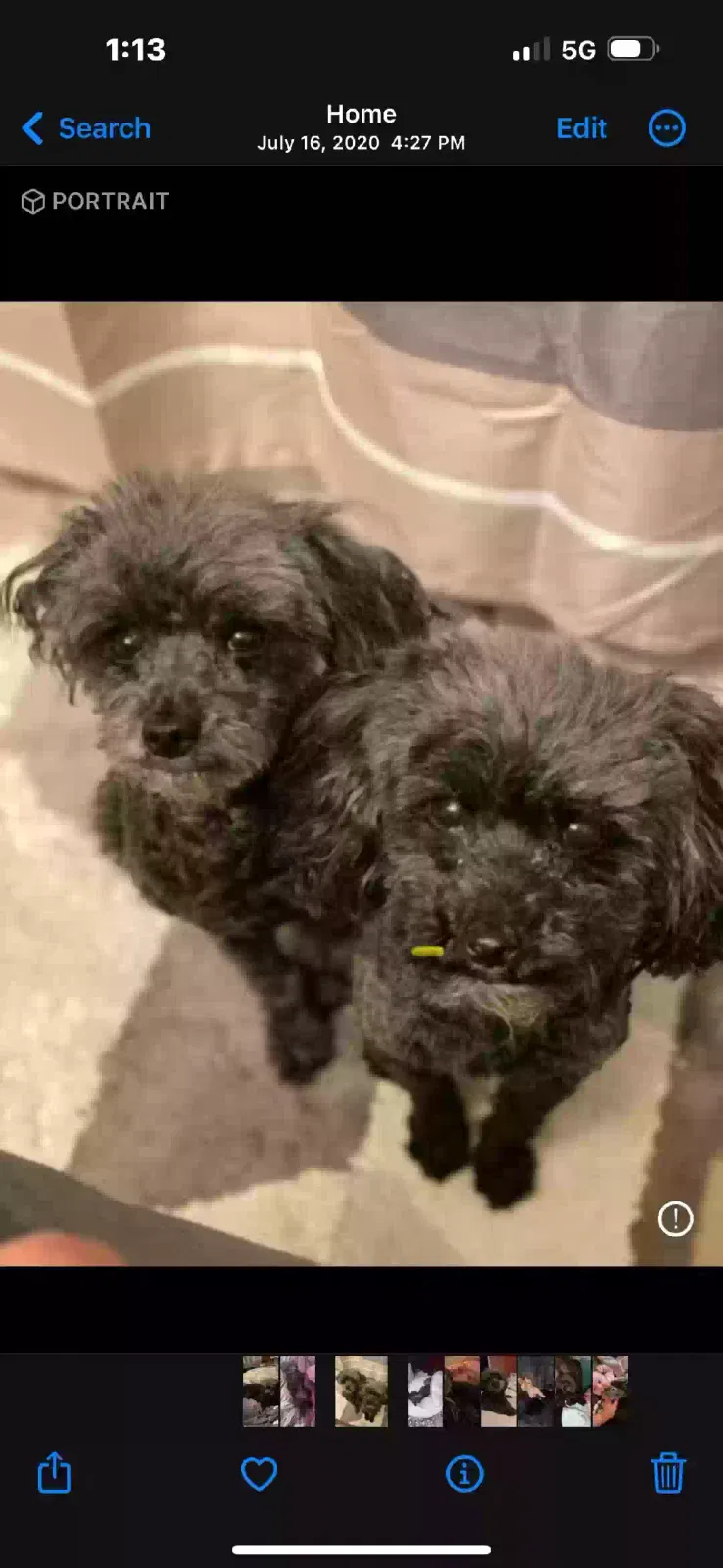 Lost dog in Allen Park, MI, 48101