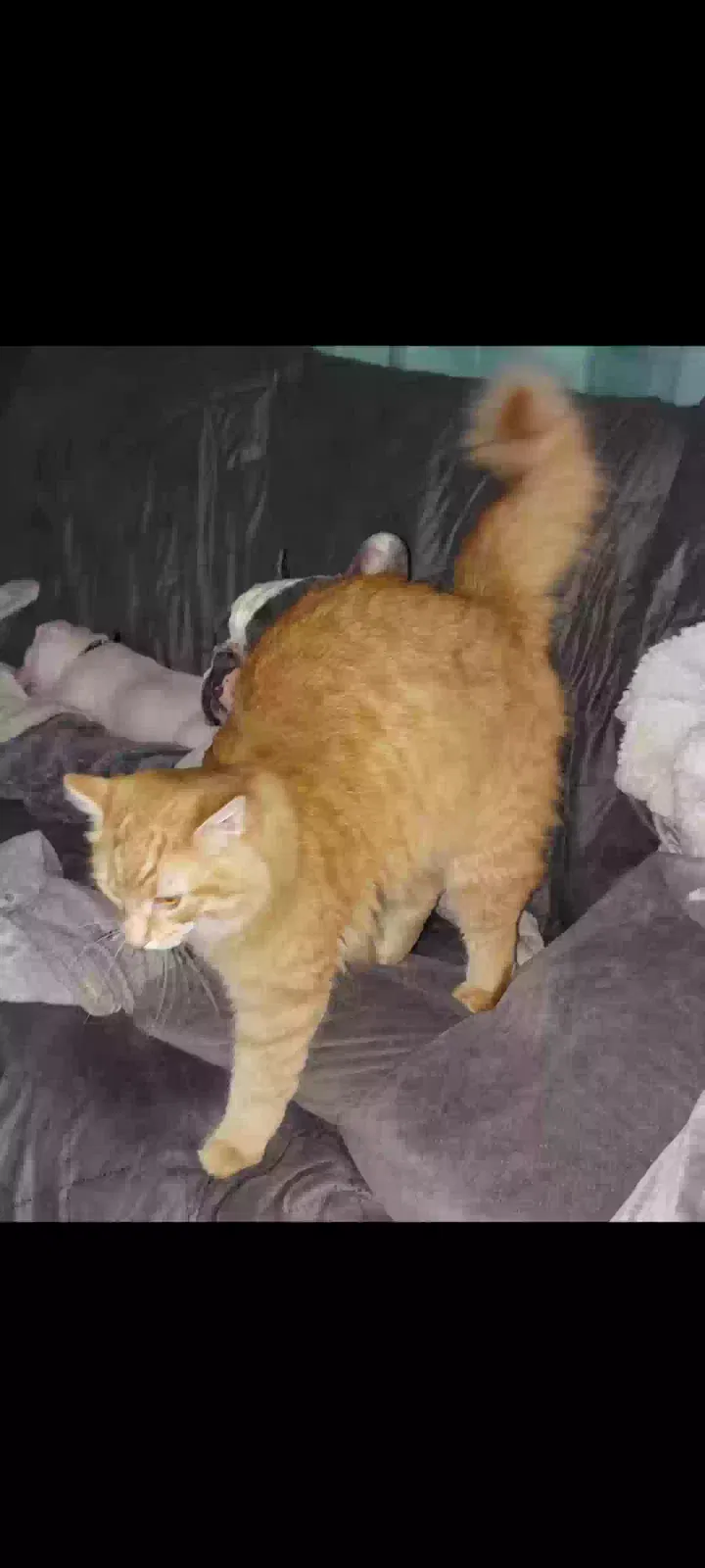 Lost cat in Baldwinsville, NY, 13027