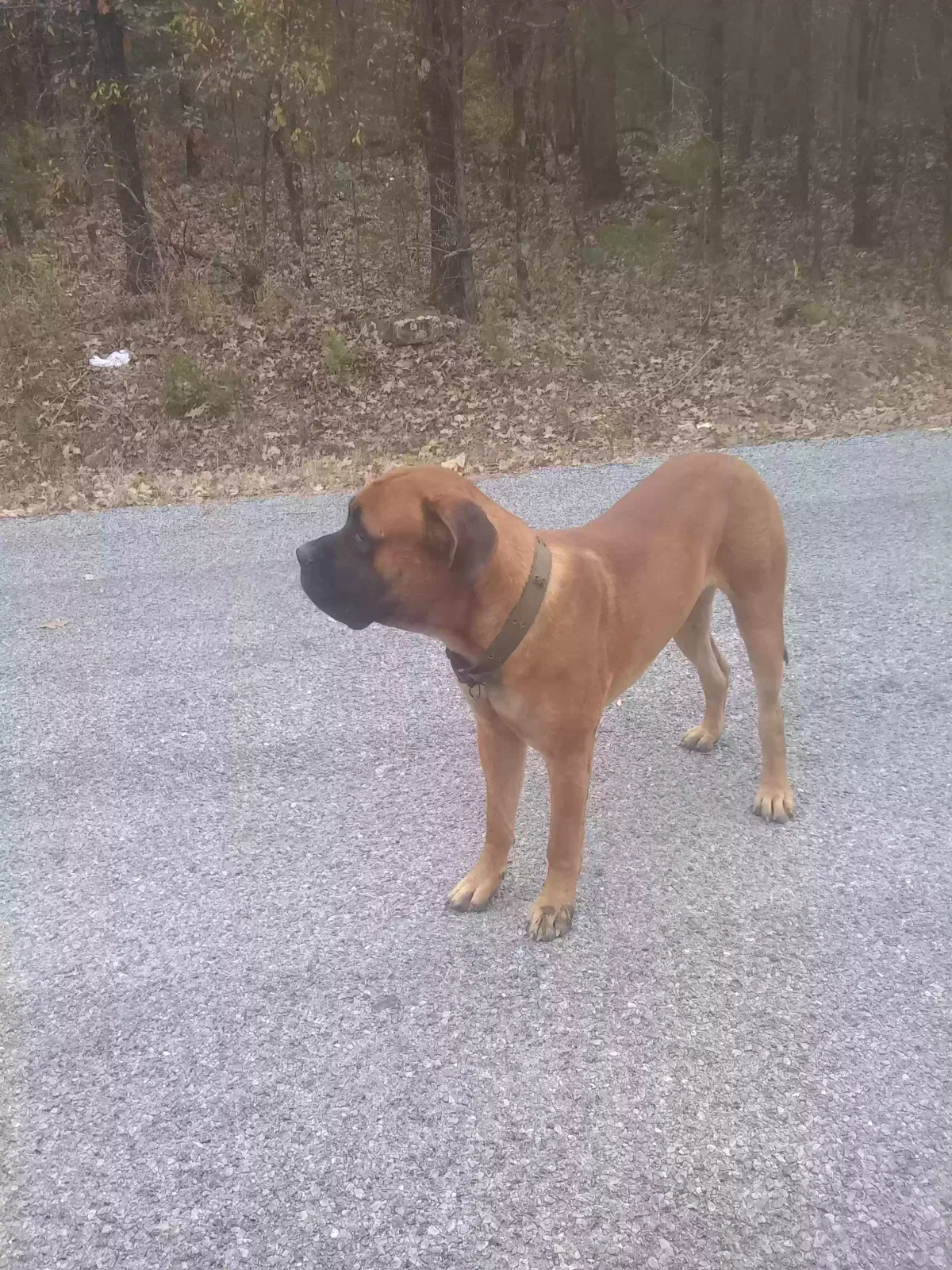 Lost dog in Red Oak, OK, 74563