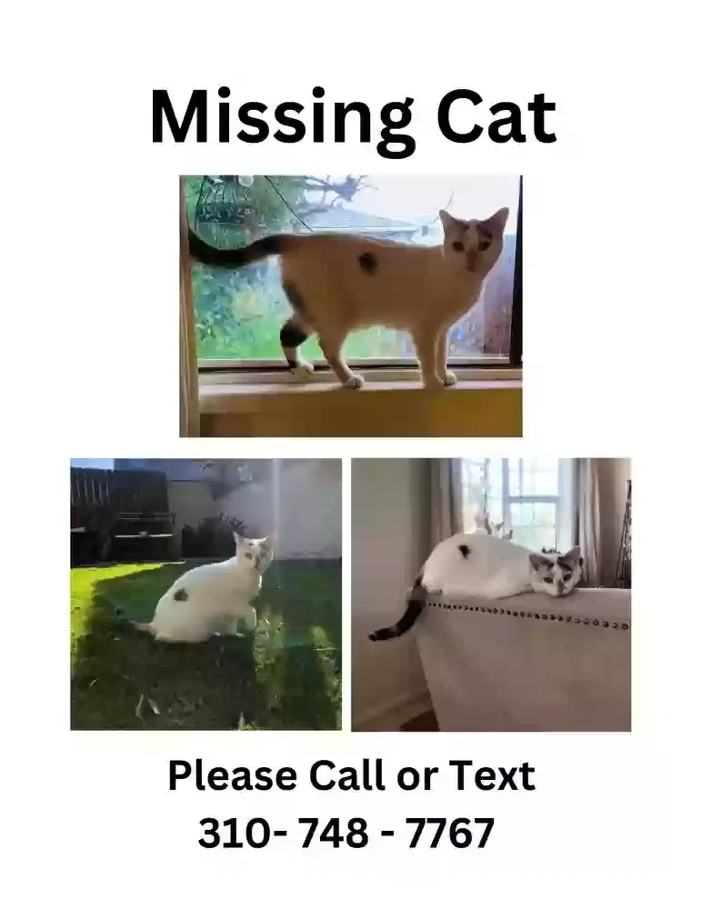 Lost cat in Redondo Beach, CA, 90277